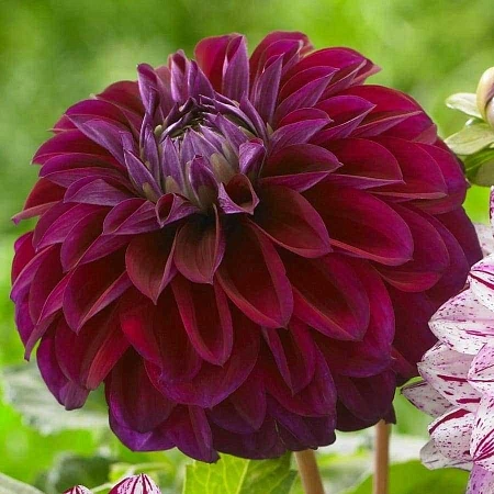 Георгина Buran (уп. 1 шт)