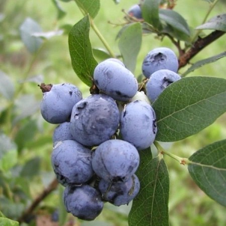Голубика высокорослая Bluecrop 50-60 см