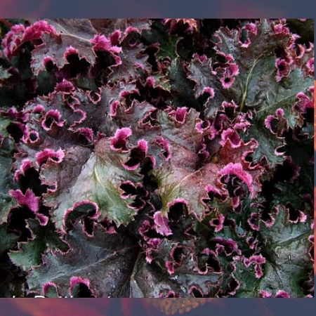 Гейхера Purple Petticoats 15-20 см Гейхера Purple Petticoats 15-20 см