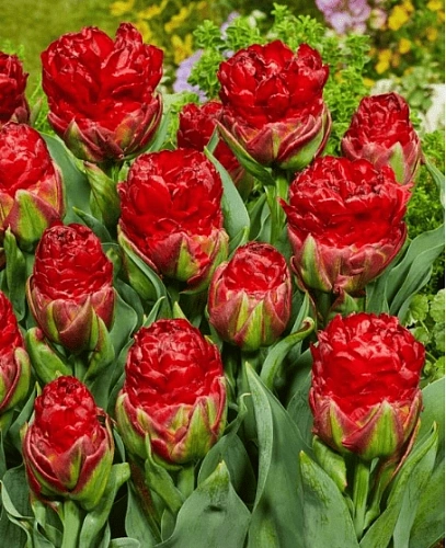 Тюльпан Ice Cream Strawberry (4 шт. в уп.) Тюльпан Ice Cream Strawberry (4 шт. в уп.)