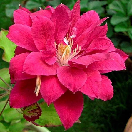 Клематис Ред Стар