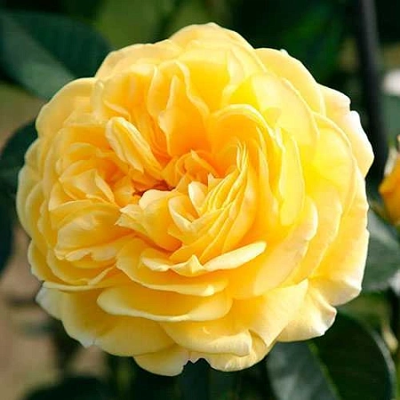 Роза флорибунда Инка (Inka) Сербия Роза флорибунда Инка (Inka) Сербия