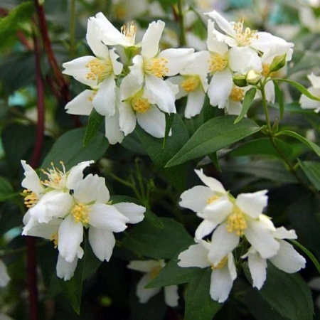 Жасмин Земляничный