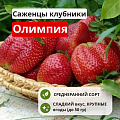 Клубника Олимпия Клубника Олимпия