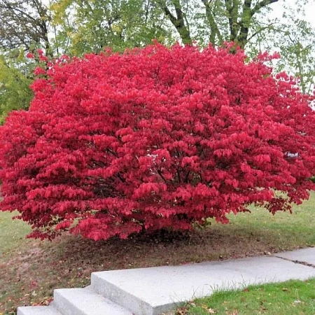 Бересклет европейский Ред Каскад (Red Cascade) С3 Бересклет европейский Ред Каскад (Red Cascade) С3