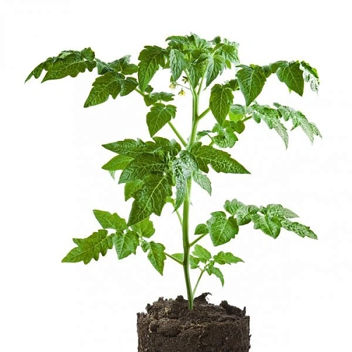 Рассада томатов в ассортименте Рассада томатов в ассортименте