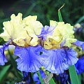 Ирис Germanica Edith Wolford (1 шт. в уп.) Ирис Germanica Edith Wolford (1 шт. в уп.)