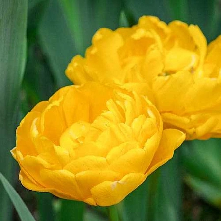 Тюльпан Gold Fever (5 шт. в уп.)