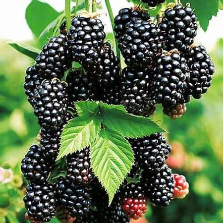 Ежевика Небеса могут подождать бесшипная