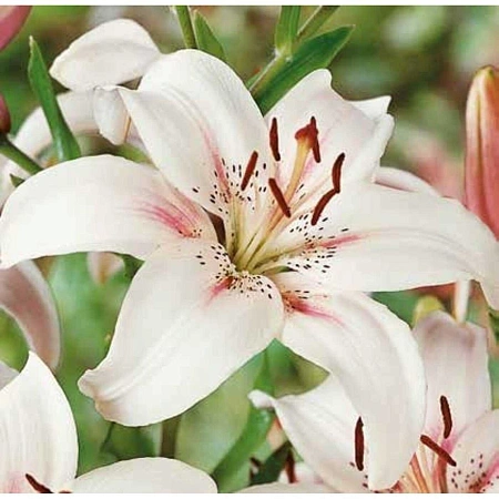 Лилия Marseille (уп. 2 шт)