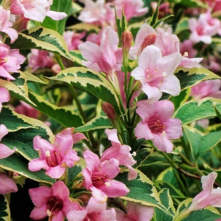 Вейгела Nana Variegata цветущая 30-40 см