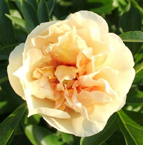 Пион Itoh Canary Brilliants (уп. 1 шт) Пион Itoh Canary Brilliants (уп. 1 шт)