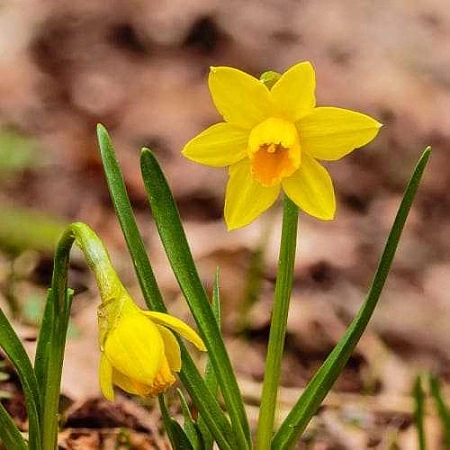 Нарцисс Tet-a-Tet (5 шт. в уп.)