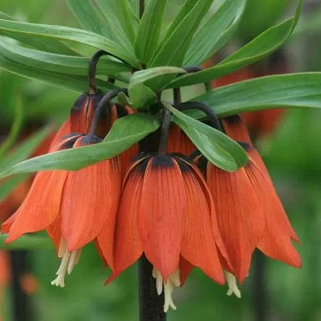 Фритиллярия (рябчик) imperialis Rubra (1 шт. в уп.)