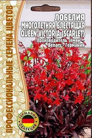 Лобелия Queen Victoria Scarlet многолетник, 5 шт (Ред.сем)