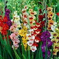 Гладиолус Butterfly Mixed Гладиолус Butterfly Mixed