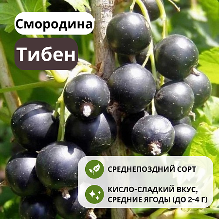 Смородина Тибен черная С3
