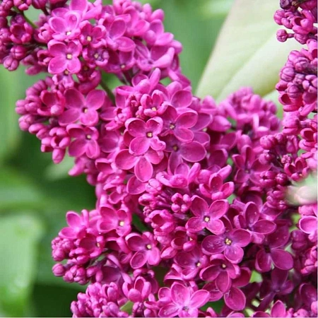 Сирень Знамя Ленина С2