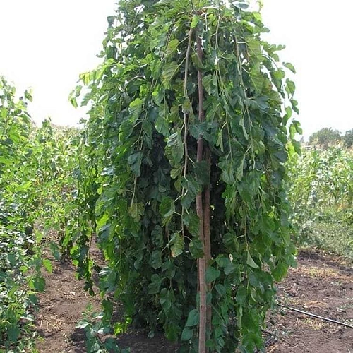 Шелковица белая на штамбе Пендула Шелковица белая на штамбе Пендула