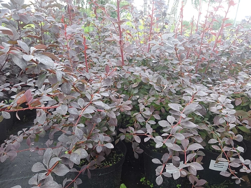 Барбарис Auricoma оттавский 50-70 см Барбарис Auricoma оттавский 50-70 см