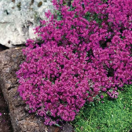 Тимьян Ред Карпет ранний С2