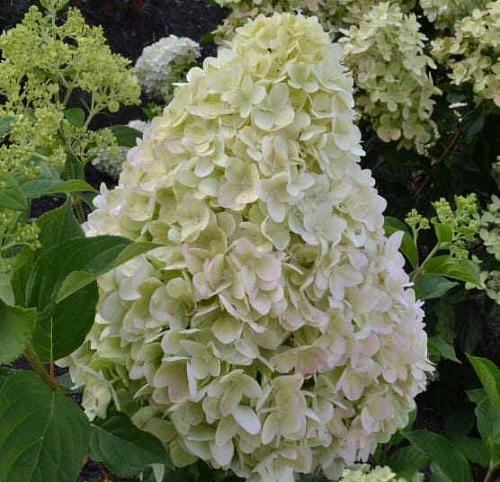 Гортензия метельчатая Гарденлайтс Пинклайт (Gardenlights Pinklight) С3 Гортензия метельчатая Гарденлайтс Пинклайт (Gardenlights Pinklight) С3