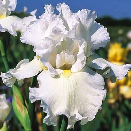 Ирис germanica White