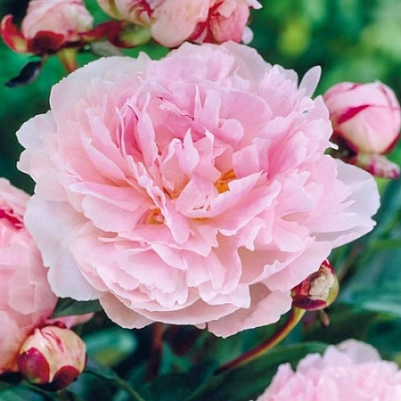 Пион Taff (1 шт. в уп.)