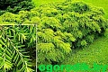 Тсуга Джедделох канадская 10-20 см Тсуга Джедделох канадская 10-20 см