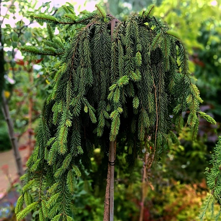 Ель обыкновенная Инверса (Inversa) на штамбе 120 см