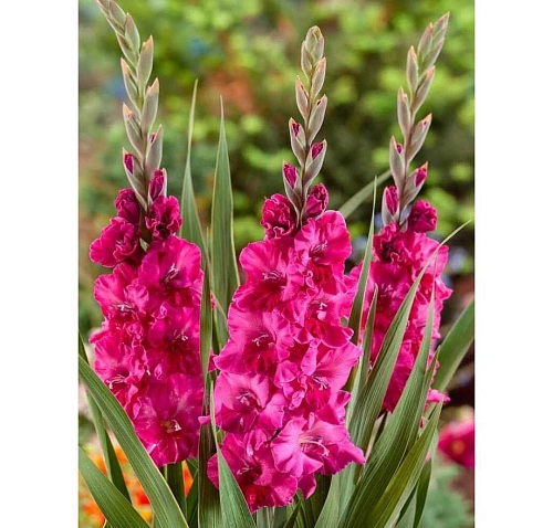 Гладиолус Fairytale Pink (уп. 7 шт) Гладиолус Fairytale Pink (уп. 7 шт)