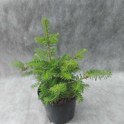 Пихта корейская 20-30 см Пихта корейская 20-30 см