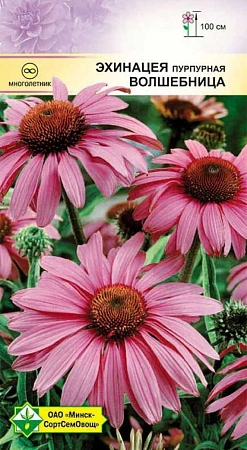 Эхинацея пурпурная Волшебница, 0,3 г (МССО) Эхинацея пурпурная Волшебница, 0,3 г (МССО)