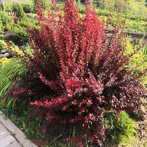 Барбарис Тунберга Orange Sunrise 25-30 см Барбарис Тунберга Orange Sunrise 25-30 см