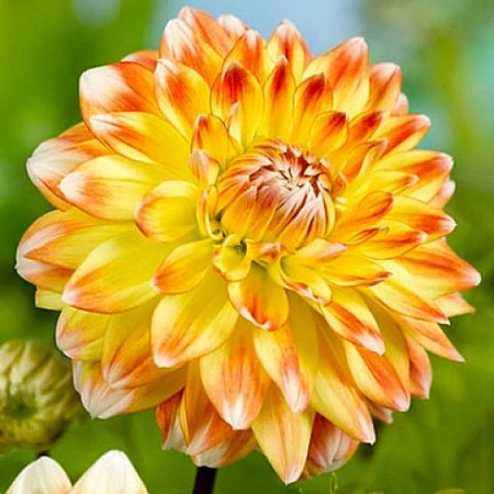 Георгина Decorative Peaches and cream