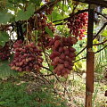 Виноград Велес Виноград Велес