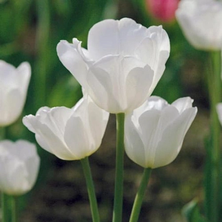 Тюльпан Weisse Berliner (5 шт. в уп.)