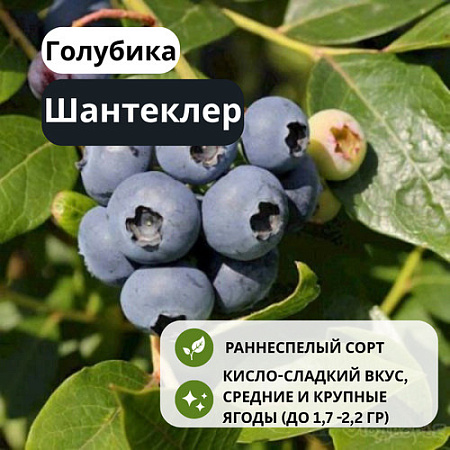 Голубика Шантеклер С3