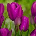 Тюльпан Purple Bouquet (5 шт. в уп.) Тюльпан Purple Bouquet (5 шт. в уп.)