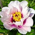 Пион Itoh Cora Louise (уп. 1 шт) Пион Itoh Cora Louise (уп. 1 шт)