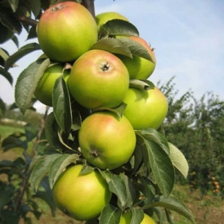 Яблоня Лукомор (колоновидная) Яблоня Лукомор (колоновидная)