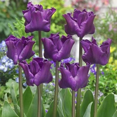 Тюльпан Crown of Negrita (5 шт. в уп.)