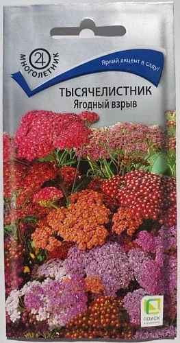 Тысячелистник Ягодный взрыв многолетник, 10 шт (Поиск) Тысячелистник Ягодный взрыв многолетник, 10 шт (Поиск)