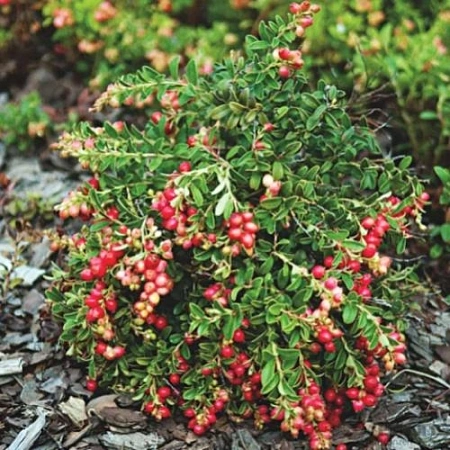 Брусника садовая Коралл