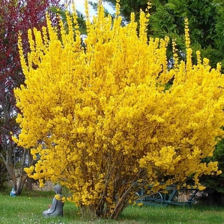 Форзиция средняя Spectabilis 60-80 см
