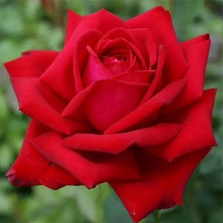 Роза чайно-гибридная Burgund (горшок C4)