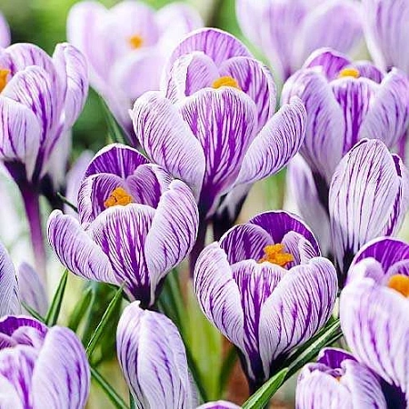 Крокус King of the Striped