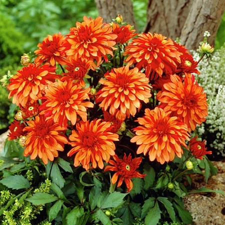 Георгина Gallery Art Deco (1 шт. в уп.)