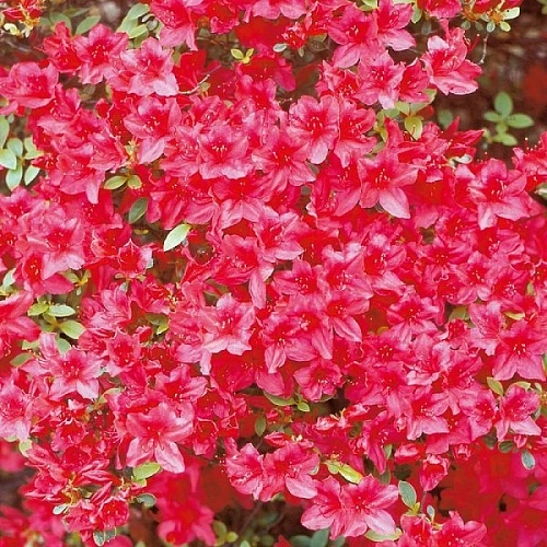 Азалия японская Arabesk 20-30 см Азалия японская Arabesk 20-30 см