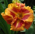 Лилейник Tigger (1 шт. в уп.) Лилейник Tigger (1 шт. в уп.)